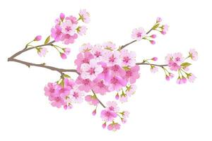 Sakura is a symbol of love on a white background. Blooming branch of Japanese cherry. Design for any purpose. Realistic illustration. A romantic concept for a mother's day gift. Retro style. vector