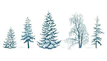 Realistic vector illustration of a spruce tree in the snow on a white background. Green fluffy pine. Winter snow-covered trees. Elements for the Christmas scene.