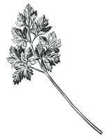 Parsley sketch engraving vector illustration. Aromatic spice.