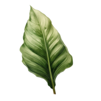 Blatt, Blatt png, botanisch Blatt, botanisch Blatt Clip Art, transparent Hintergrund, ai generativ png