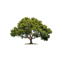 grande albero, albero png, verde albero png, trasparente sfondo, ai generativo png