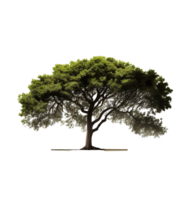 grande árbol, árbol png, verde árbol png, transparente fondo, ai generativo png