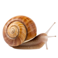 Garden snail isolated png