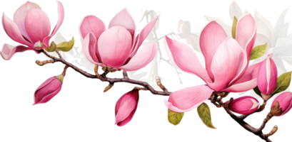 rose magnolia fleur isolé png