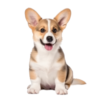 Hündchen Corgi isoliert png