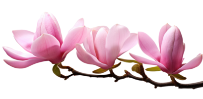 rosado magnolia flor aislado png