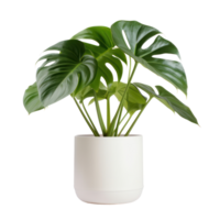 Monstera plant in white pot isolated png