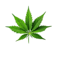 Grün Cannabis Blatt isoliert png