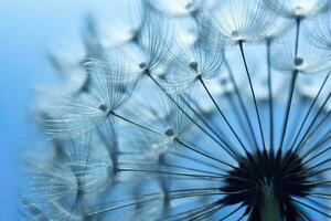 Close up of dandelion on the blue background. Generative AI photo