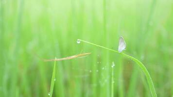 verde arroz en el lluvioso temporada video