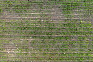 ver desde encima en superficie con joven trigo, centeno, cebada, tercios, avena o césped en agro campos foto