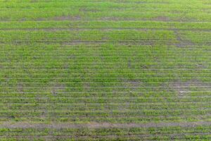 ver desde encima en superficie con joven trigo, centeno, cebada, tercios, avena o césped en agro campos foto