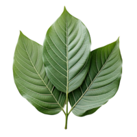 Single Leaf, Green Leaf Png, Green Leaf Clipart, Transparent Background, AI Generative png