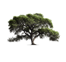 gros arbre, gros arbre png, gros arbre clipart, transparent arrière-plan, ai génératif png