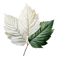 Floral Leaf, Floral Leaf Png, Floral Leaf With Transparent Background, AI Generative png