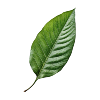 Leaf, Leaf Png, Botanical Leaf, Botanical Leaf Clipart, Transparent Background, AI Generative png