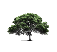 árbol, árbol png, verde árbol png, árbol con transparente fondo, ai generativo png