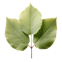 Single Leaf, Green Leaf Png, Green Leaf Clipart, Transparent Background, AI Generative png