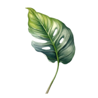 Leaf, Leaf Png, Botanical Leaf, Botanical Leaf Clipart, Transparent Background, AI Generative png