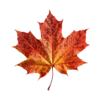 Maple Leaf, Maple Leaf Png, Maple Leaf Clipart, Transparent Background, AI Generative png