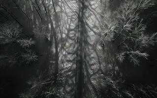 Aerial view of a forest by snow covered road photo