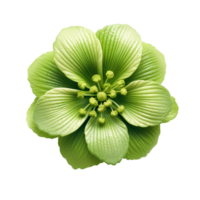 Grün Blume, Grün Blume png, Grün Blume Clip Art, transparent Hintergrund, ai generativ png