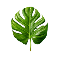 hoja, hoja png, botánico hoja, botánico hoja clipart, transparente fondo, ai generativo png