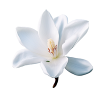 White Flower, White Flower Png, White Flower Clipart, Flower, Transparent Background, AI Generative png