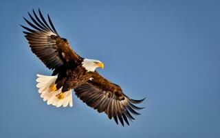 maestro majestad, un asombroso vislumbrar de el calvo águila dominante vuelo. ai generado foto