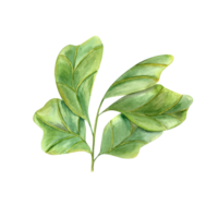 Stylish plant with huge green leaves. Houseplants with fiddle leaf fig. Ficus lyrate branch. Watercolor illustration for interior decor, design element for modern room. png