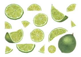 acquerello impostato con lime fette di vario forme. fresco frutta composizione. maturo succoso agrumi. illustrazione per menù, cocktail festa, volantino, per il design di cartoline png