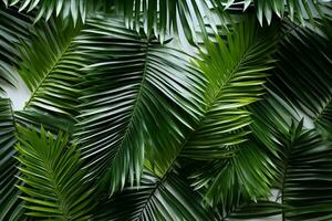 palma árbol hojas crear un textura cubrir rodeado por Fresco verde tropical plantas en un blanco antecedentes foto