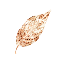 Naturel artistique texture de l'automne feuille. botanique aquarelle illustration de feuillage imprimer pour affiches, cadre, conception élément, modèle png