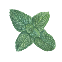 Realistic fragrant fresh mint sprig. Botanical watercolor illustration for card design, flyer, posters, label, prints, banners, menu png