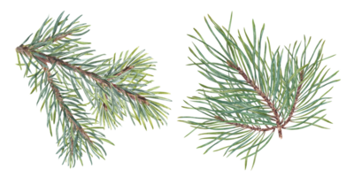 Watercolor Christmas Spruce, Pine branches. Evergreen plant. Botanical illustration of green lush sprig. For winter postcard design, Xmas and New Year cards, greetings png