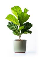 Home flower in ceramic pot isolated on white background photo