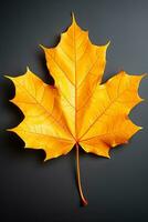 Autumn-colored fall leaf with texture isolated on white background photo