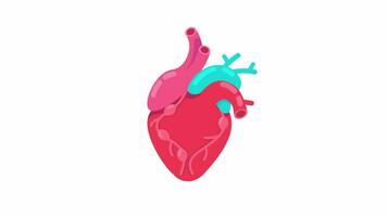 latido del corazón anatómico 2d objeto animación. cardiología Organo. cardíaco ciclo plano dibujos animados 4k video, transparente alfa canal. cardiovascular sistema. golpeando corazón animado elemento en blanco antecedentes video