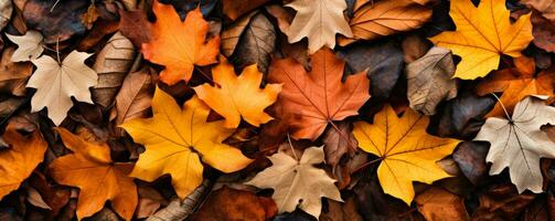 Vibrant autumn leaves carpeting the forest floor in colorful transitions photo