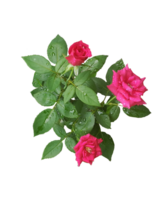 rosado rosas con verde hojas en un png transparente antecedentes