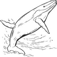 Humpback Whale coloring page vector