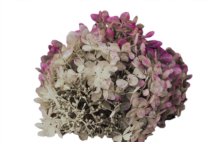 Pink hydrangea on the bush on transparent png background. Close up blossom flower.