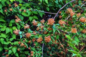 Close-up of wilted linnea amabilis flowers or beautiful bush with green hairy seed pods photo