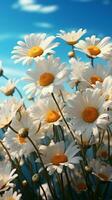 Top view White blooming chamomile daisies against pastel blue sky, sun rays Vertical Mobile Wallpaper AI Generated photo