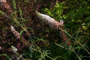 Buddleia summer flowers. Latin name Buddleja davidii. Buddleia Davidii Butterfly Bush. photo