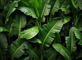 Green natural palm leaf background photo