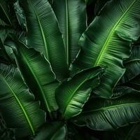 Green natural palm leaf background photo