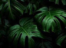 Green natural palm leaf background photo