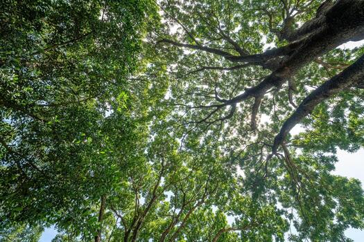 Forest, lush foliage, tall trees. Tree with green leaves and sun light. Bottom view background. Tree below photo