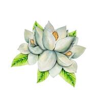 blanco magnolia flores acuarela ilustración vector